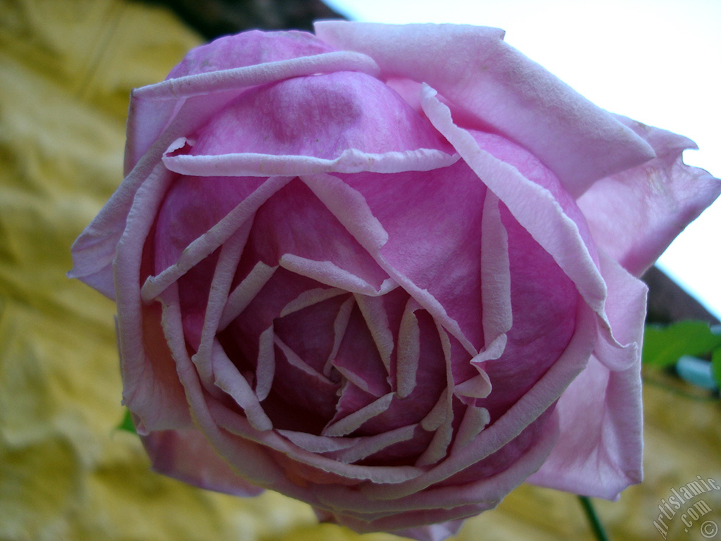 Pembe g�l resmi.
