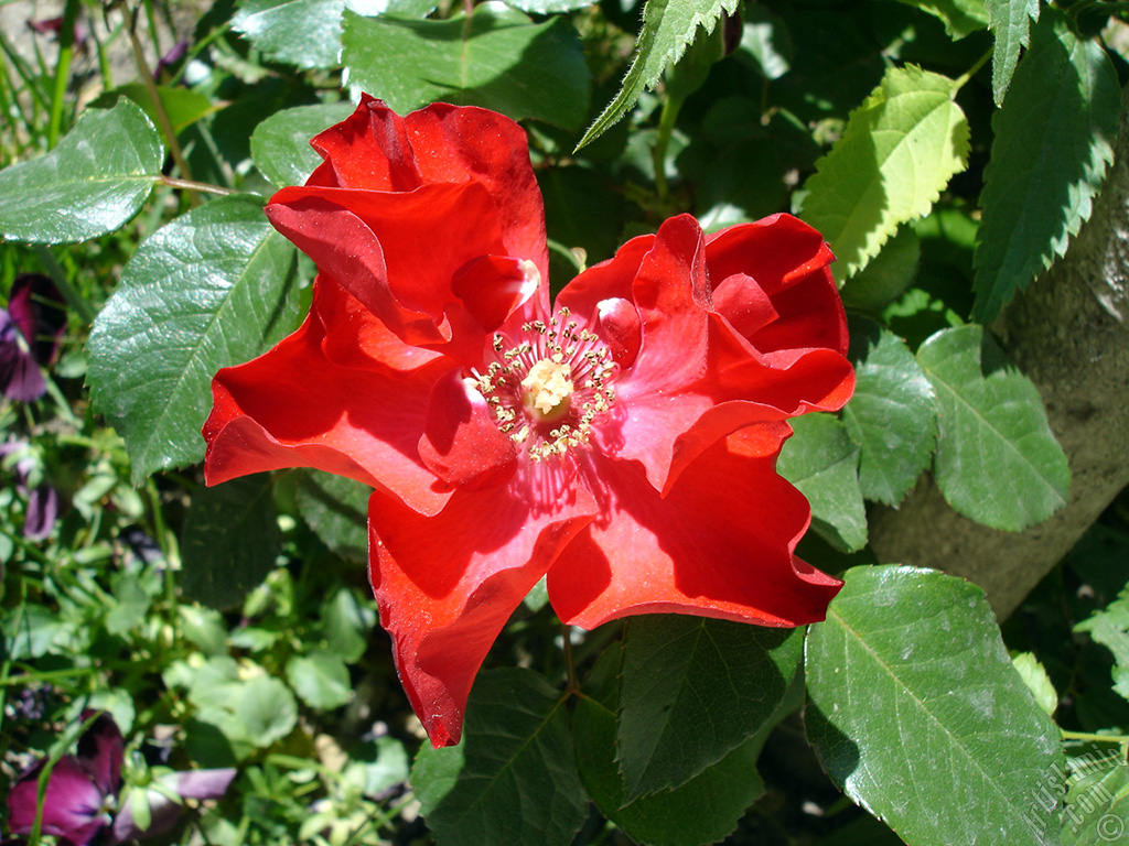 K�rm�z� g�l resmi.
