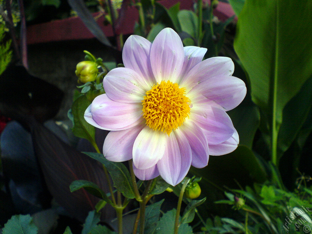 Papatyagiller iek ailesine mensup Yldz (Dahlia) iei resmi.
