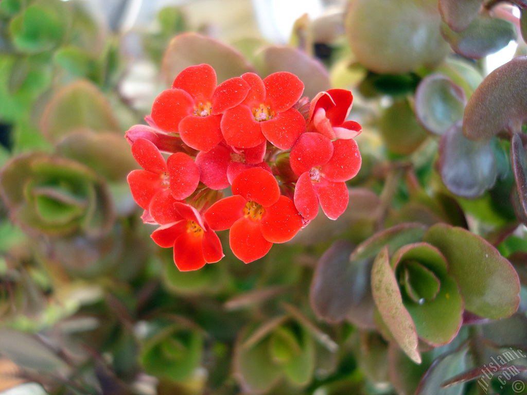 Kalano (Kalanchoe) bitkisinin ieinin resmi.
