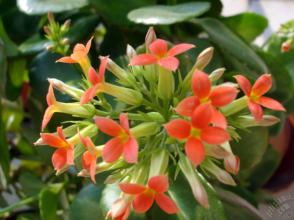 Kalan�o (Kalanchoe) bitkisinin �i�e�inin resmi.
