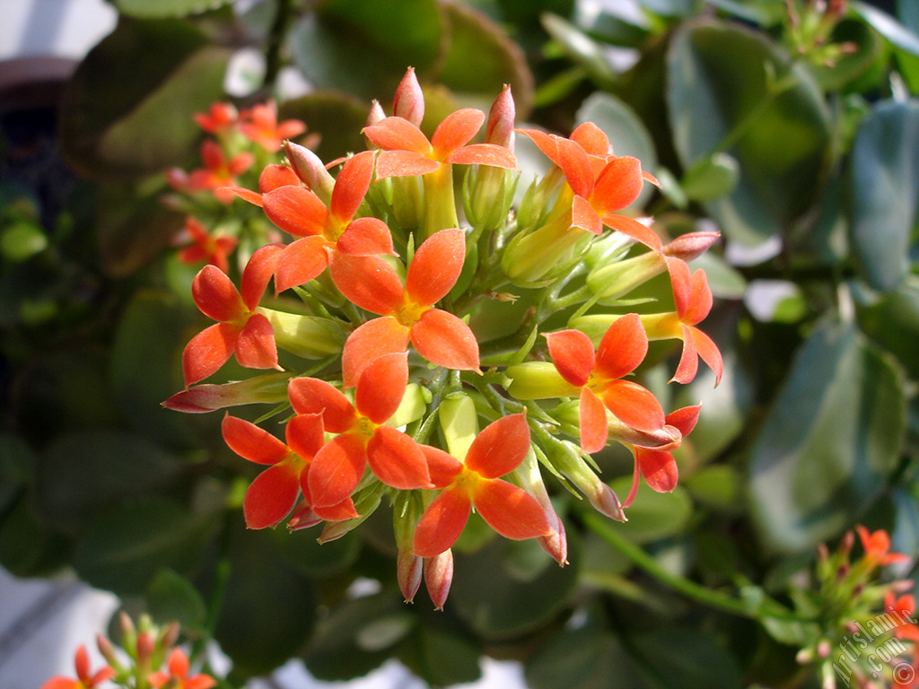 Kalano (Kalanchoe) bitkisinin ieinin resmi.
