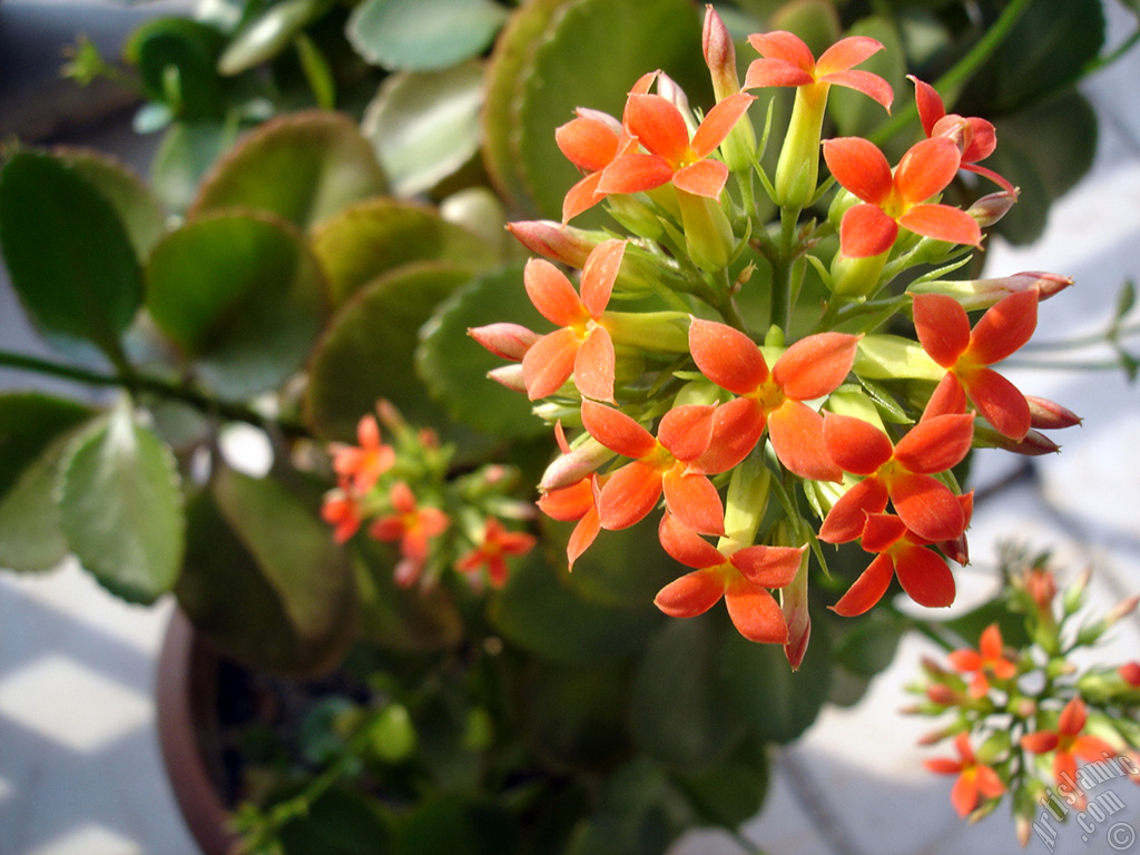 Kalano (Kalanchoe) bitkisinin ieinin resmi.
