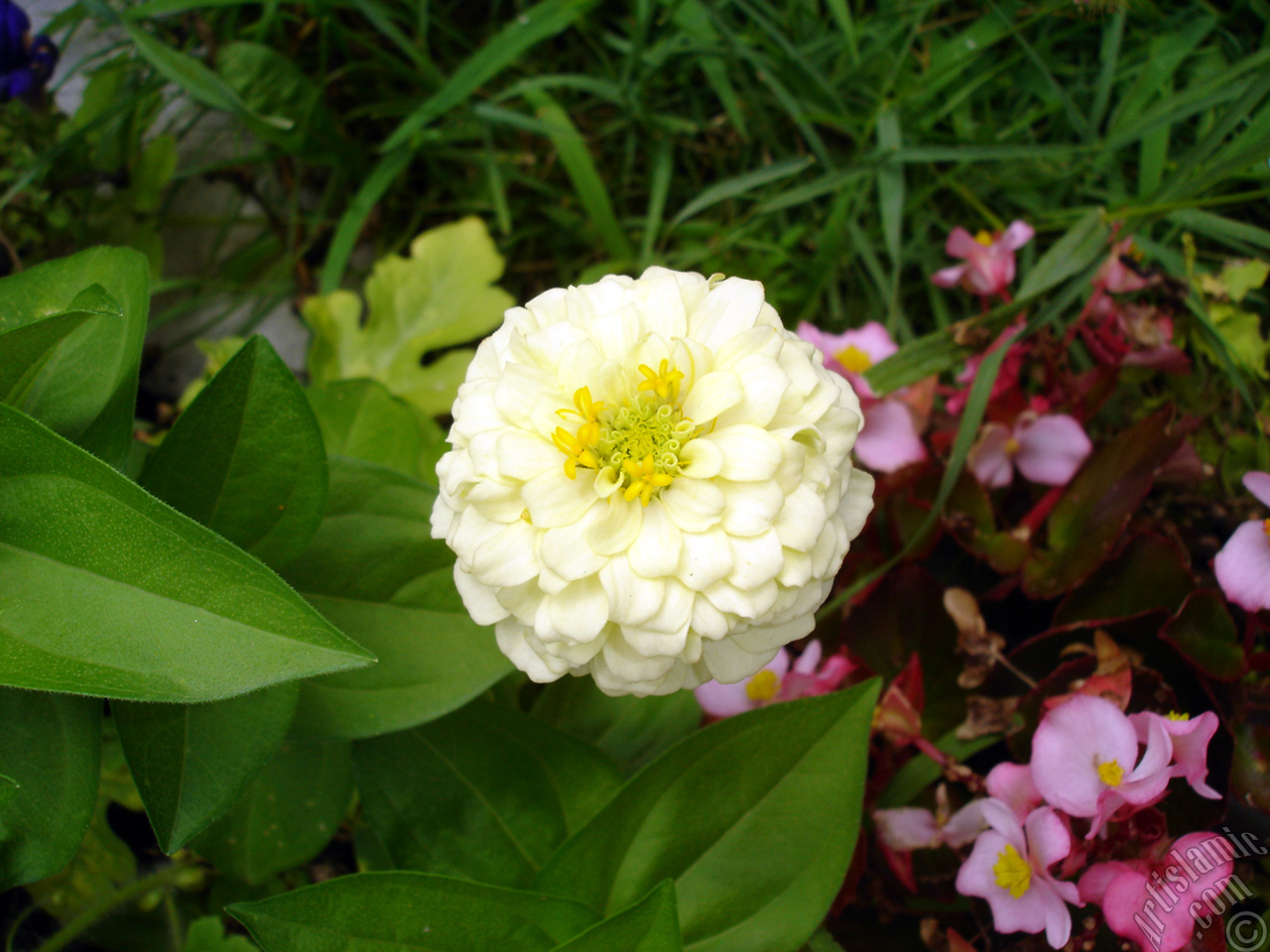 Papatyagiller �i�ek ailesine mensup Y�ld�z (Dahlia) �i�e�i resmi.
