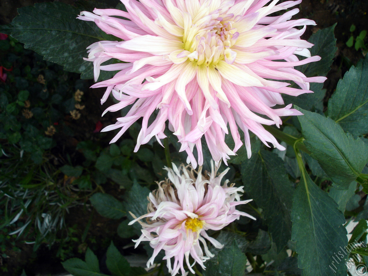 Papatyagiller �i�ek ailesine mensup Y�ld�z (Dahlia) �i�e�i resmi.
