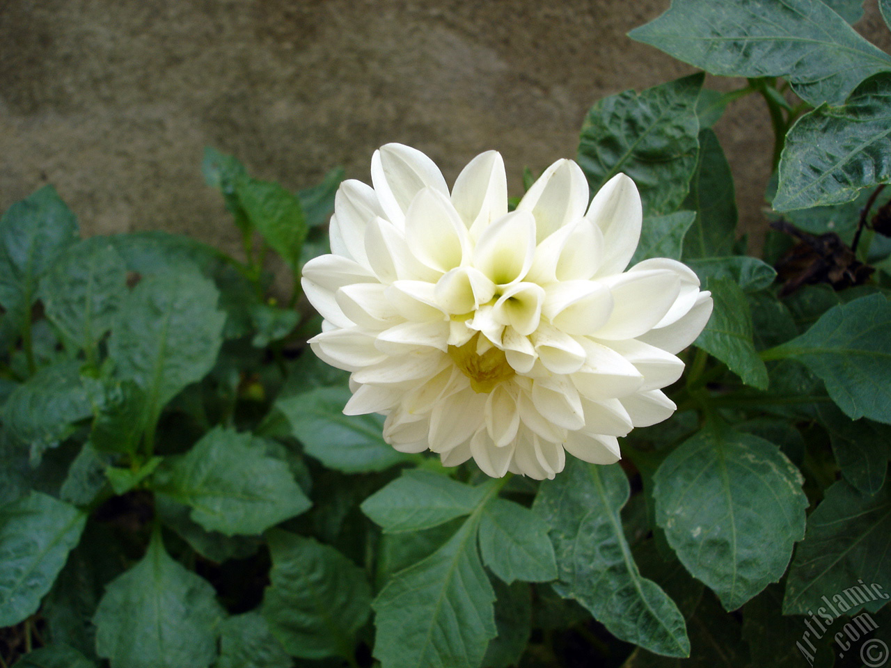 Papatyagiller iek ailesine mensup Yldz (Dahlia) iei resmi.
