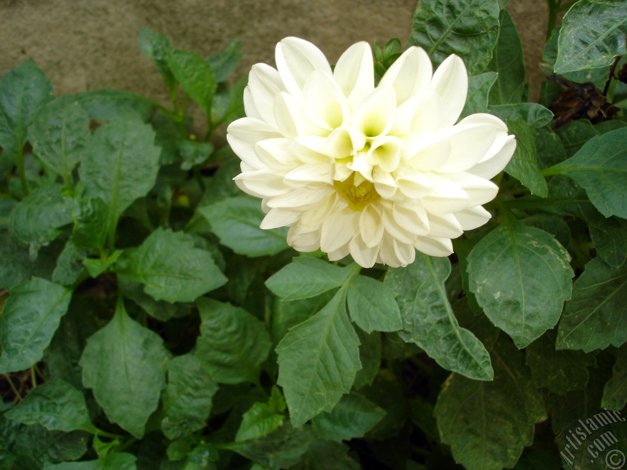 Papatyagiller iek ailesine mensup Yldz (Dahlia) iei resmi.
