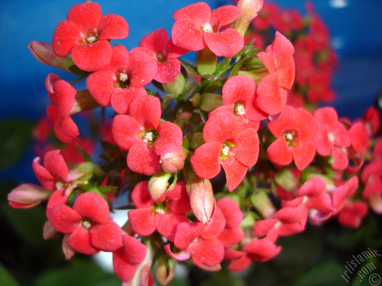 Kalano (Kalanchoe) bitkisinin ieinin resmi.
