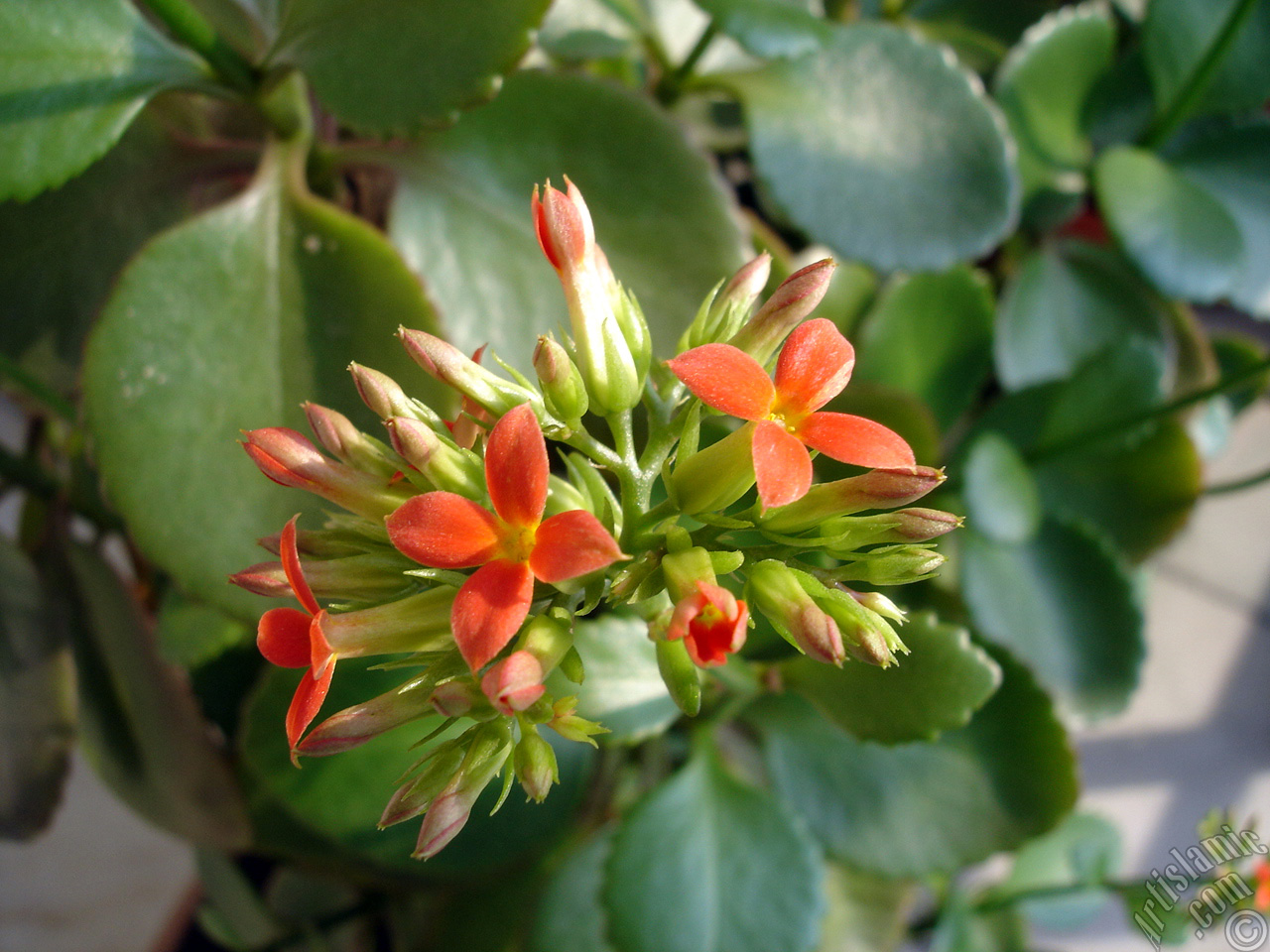 Kalano (Kalanchoe) bitkisinin ieinin resmi.
