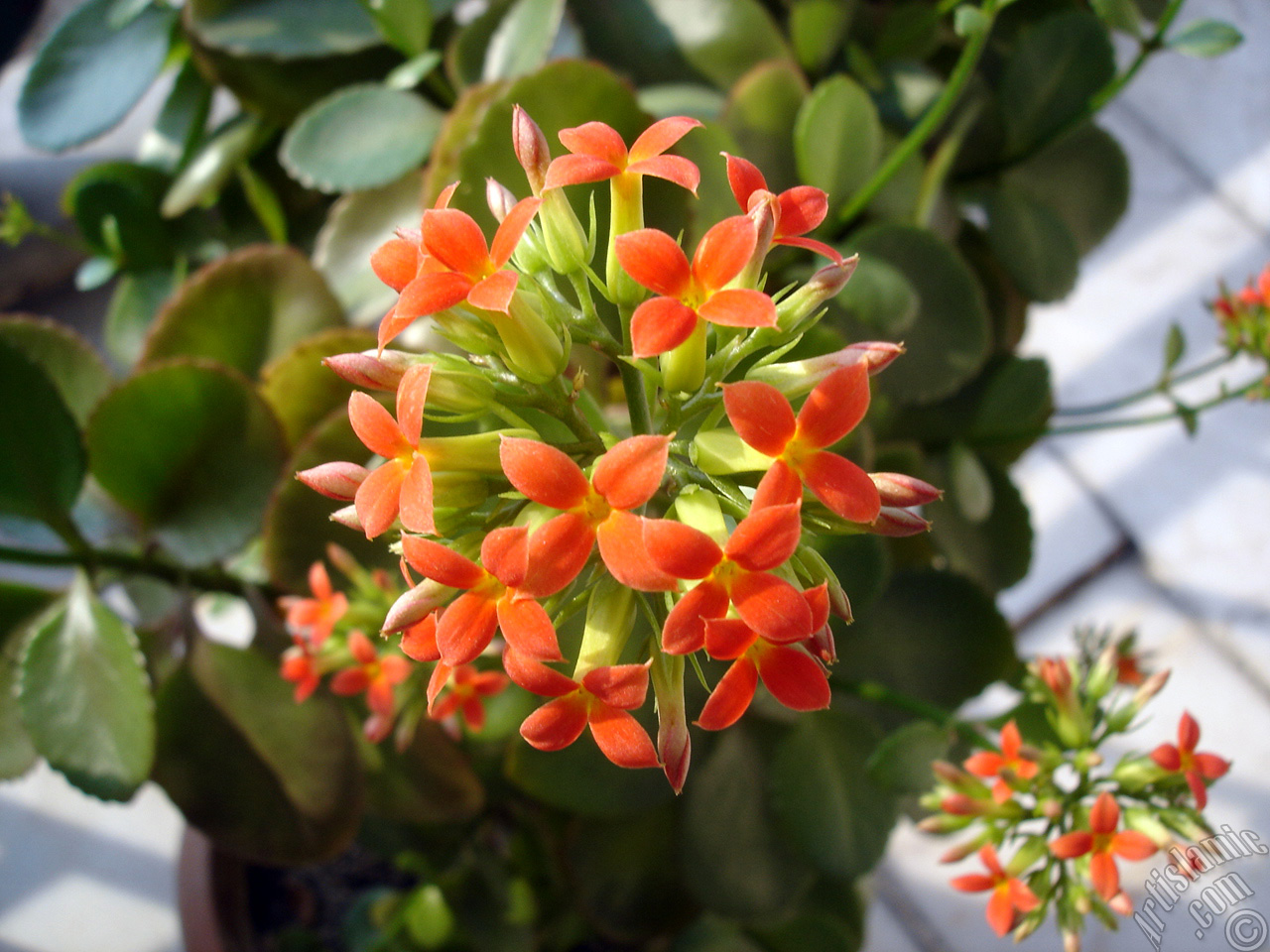 Kalano (Kalanchoe) bitkisinin ieinin resmi.
