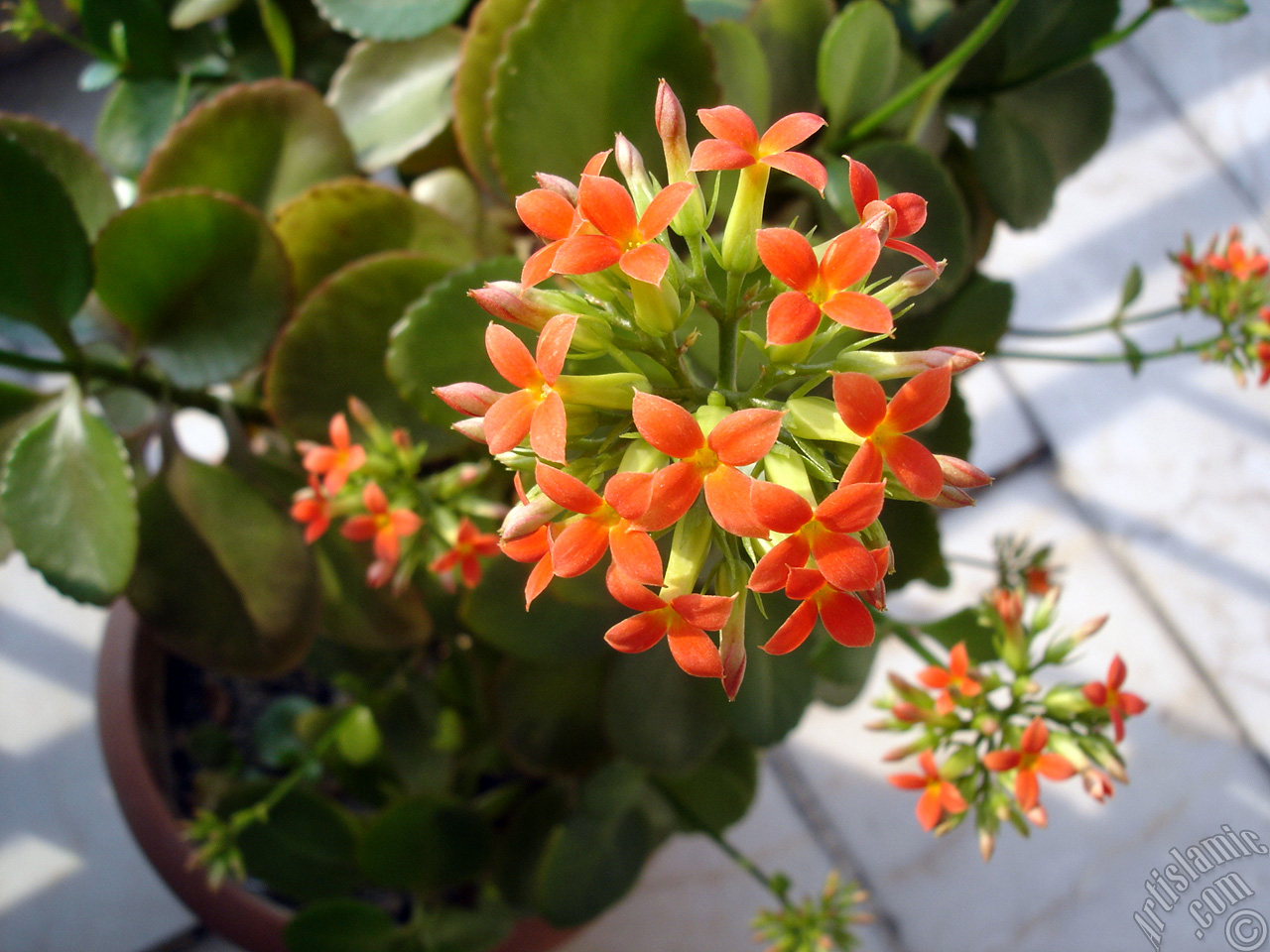 Kalano (Kalanchoe) bitkisinin ieinin resmi.
