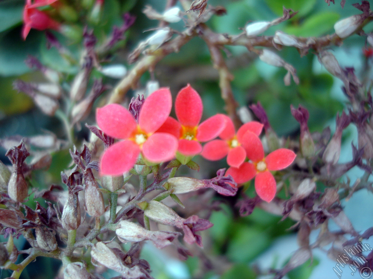 Kalano (Kalanchoe) bitkisinin ieinin resmi.
