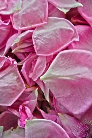 Apple iPhone 7s, 6s, 5s, 4s, Plus, iPod, iPad, Yeni iPad; Samsung Galaxy S, Edge Serisi ve Note; Sony Ericsson Xperia; LG cep telefonlar� ve tablet bilgisayarlar i�in �zel mobil duvar ka��d�: G�l yapraklar�.
