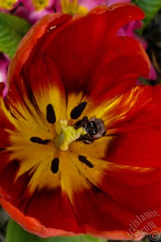 Apple iPhone 7s, 6s, 5s, 4s, Plus, iPod, iPad, Yeni iPad; Samsung Galaxy S, Edge Serisi ve Note; Sony Ericsson Xperia; LG cep telefonlar� ve tablet bilgisayarlar i�in �zel mobil duvar ka��d�: K�rm�z� T�rk-Osmanl� Lalesi resmi.
