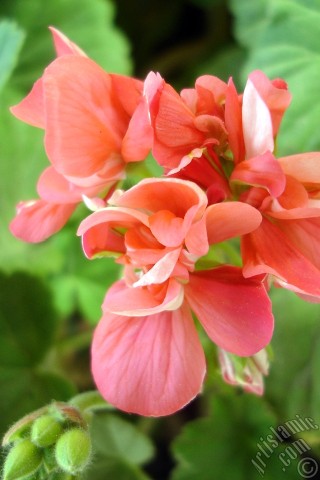 Apple iPhone 7s, 6s, 5s, 4s, Plus, iPod, iPad, Yeni iPad; Samsung Galaxy S, Edge Serisi ve Note; Sony Ericsson Xperia; LG cep telefonlar� ve tablet bilgisayarlar i�in �zel mobil duvar ka��d�: K�rm�z� sardunya �i�e�i resmi.
