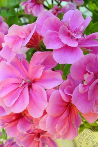 Apple iPhone 7s, 6s, 5s, 4s, Plus, iPod, iPad, Yeni iPad; Samsung Galaxy S, Edge Serisi ve Note; Sony Ericsson Xperia; LG cep telefonlar� ve tablet bilgisayarlar i�in �zel mobil duvar ka��d�: Pembe sardunya �i�e�i resmi.
