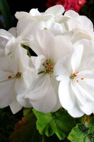 Apple iPhone 7s, 6s, 5s, 4s, Plus, iPod, iPad, Yeni iPad; Samsung Galaxy S, Edge Serisi ve Note; Sony Ericsson Xperia; LG cep telefonlar� ve tablet bilgisayarlar i�in �zel mobil duvar ka��d�: Beyaz sardunya �i�e�i resmi.
