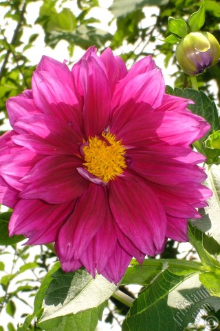 Apple iPhone 7s, 6s, 5s, 4s, Plus, iPod, iPad, Yeni iPad; Samsung Galaxy S, Edge Serisi ve Note; Sony Ericsson Xperia; LG cep telefonlar� ve tablet bilgisayarlar i�in �zel mobil duvar ka��d�: Papatyagiller �i�ek ailesine mensup Y�ld�z (Dahlia) �i�e�i resmi.
