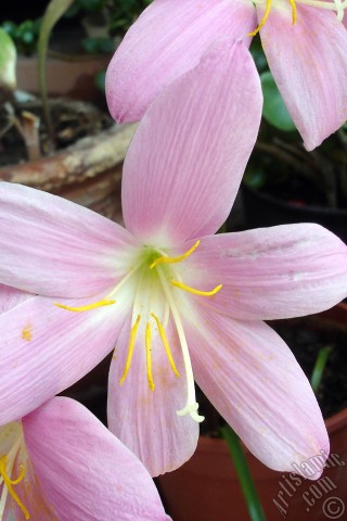 Apple iPhone 7s, 6s, 5s, 4s, Plus, iPod, iPad, Yeni iPad; Samsung Galaxy S, Edge Serisi ve Note; Sony Ericsson Xperia; LG cep telefonlar� ve tablet bilgisayarlar i�in �zel mobil duvar ka��d�: Pembe renkte zambak t�r�nde bir �i�ek resmi.
