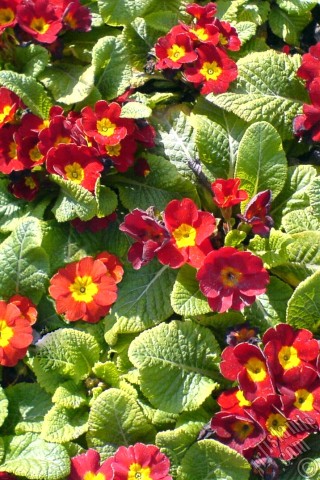 Apple iPhone 7s, 6s, 5s, 4s, Plus, iPod, iPad, Yeni iPad; Samsung Galaxy S, Edge Serisi ve Note; Sony Ericsson Xperia; LG cep telefonlar� ve tablet bilgisayarlar i�in �zel mobil duvar ka��d�: �uha �i�e�i resmi.
