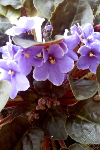 Apple iPhone 7s, 6s, 5s, 4s, Plus, iPod, iPad, Yeni iPad; Samsung Galaxy S, Edge Serisi ve Note; Sony Ericsson Xperia; LG cep telefonlar� ve tablet bilgisayarlar i�in �zel mobil duvar ka��d�: Mor renkli Afrika Menek�esi resmi.
