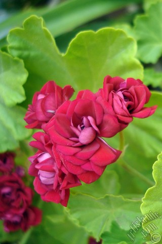 Apple iPhone 7s, 6s, 5s, 4s, Plus, iPod, iPad, Yeni iPad; Samsung Galaxy S, Edge Serisi ve Note; Sony Ericsson Xperia; LG cep telefonlar� ve tablet bilgisayarlar i�in �zel mobil duvar ka��d�: K�rm�z� Katmerli Sardunya �i�e�i resmi.
