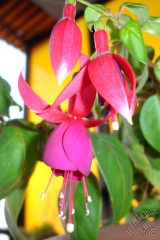 Apple iPhone 7s, 6s, 5s, 4s, Plus, iPod, iPad, Yeni iPad; Samsung Galaxy S, Edge Serisi ve Note; Sony Ericsson Xperia; LG cep telefonlar� ve tablet bilgisayarlar i�in �zel mobil duvar ka��d�: K�rm�z� ve mor renkli K�pe �i�e�i resmi.
