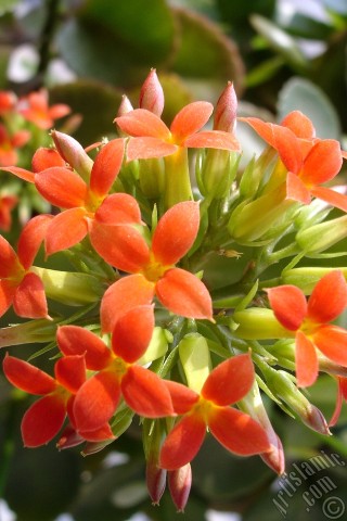 Apple iPhone 7s, 6s, 5s, 4s, Plus, iPod, iPad, Yeni iPad; Samsung Galaxy S, Edge Serisi ve Note; Sony Ericsson Xperia; LG cep telefonlar� ve tablet bilgisayarlar i�in �zel mobil duvar ka��d�: Kalan�o (Kalanchoe) bitkisinin �i�e�inin resmi.
